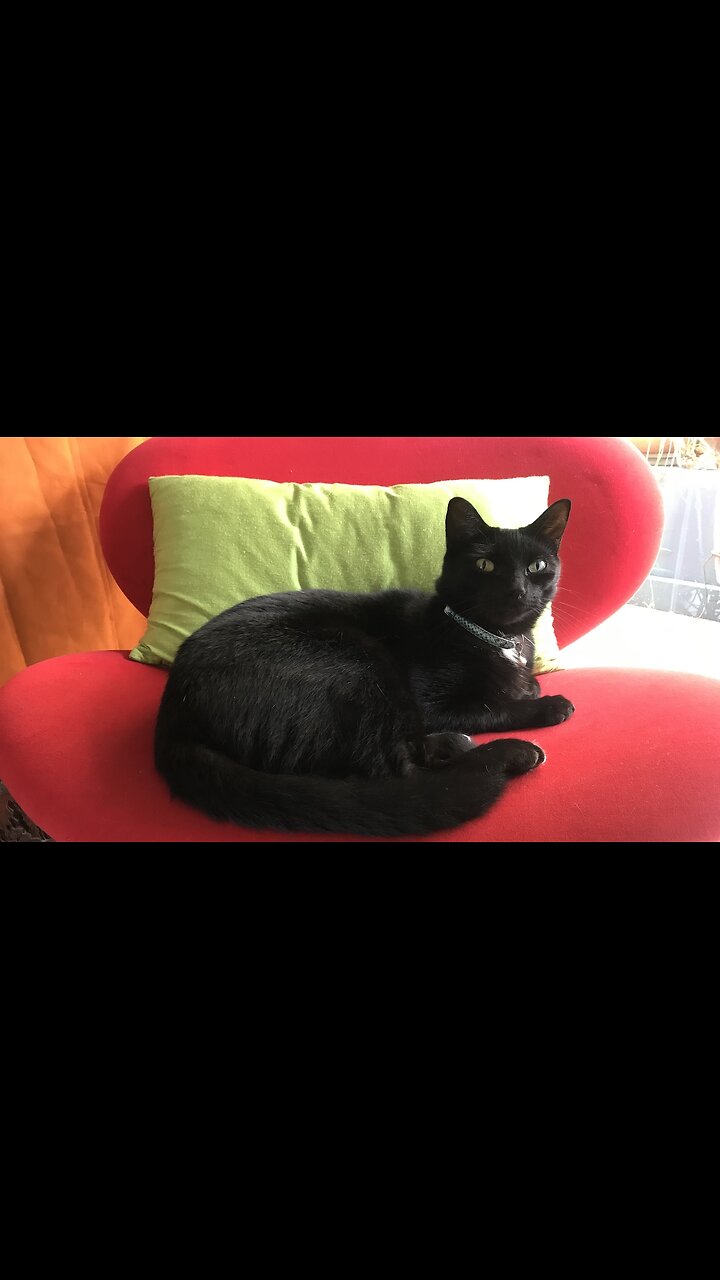 🐈‍⬛My Cats Reincarnation: A True Story of Love, Loss & Reuniting.