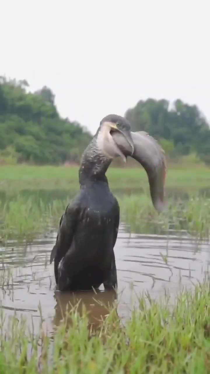 Bird swallows fish bigger than its own head and of equal body length