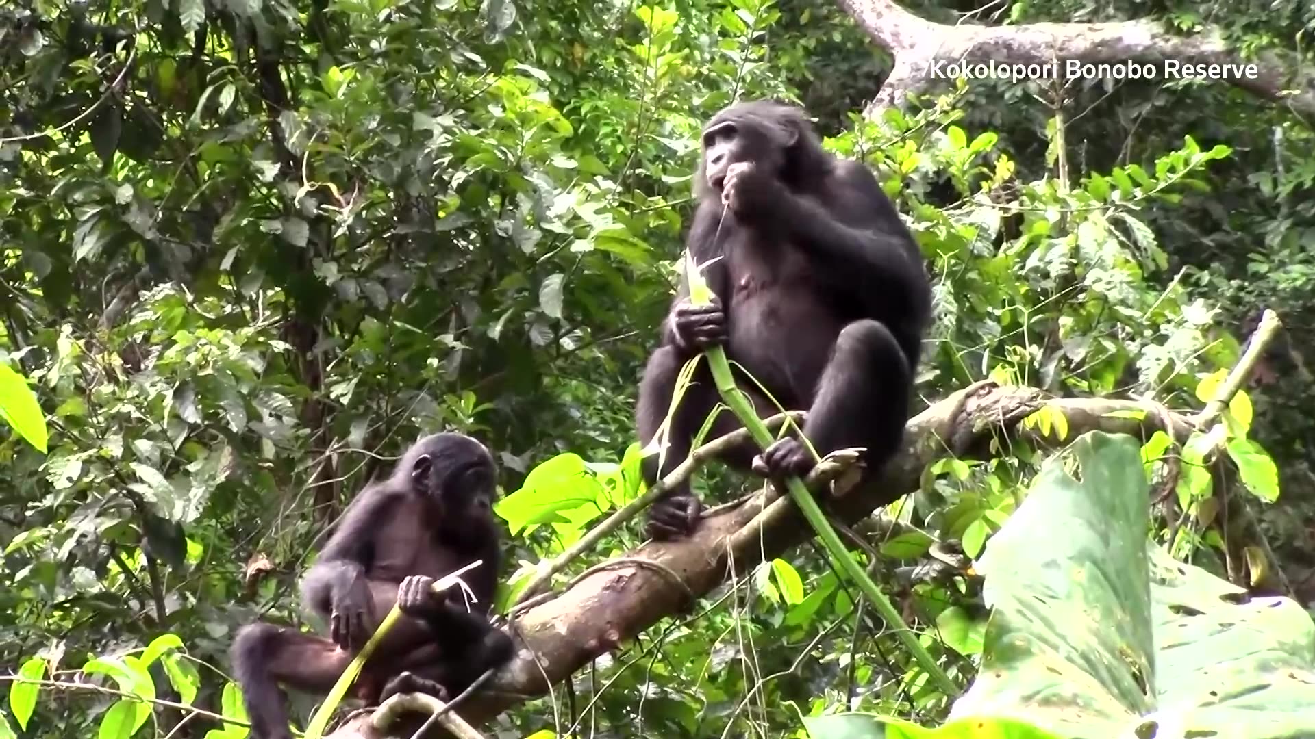Bonobos chatter reveals human-like language skills