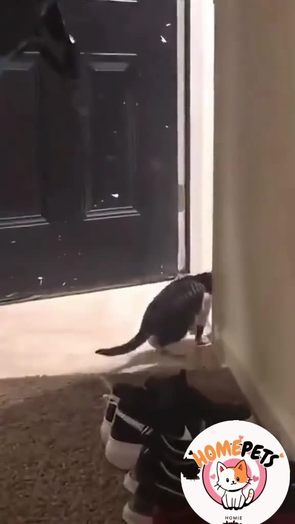 CAT Made a Mistake 🤣
