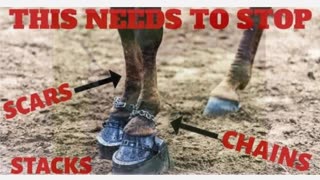 Saddle Sisters & Mane Attraction Dominating The Horse Industry