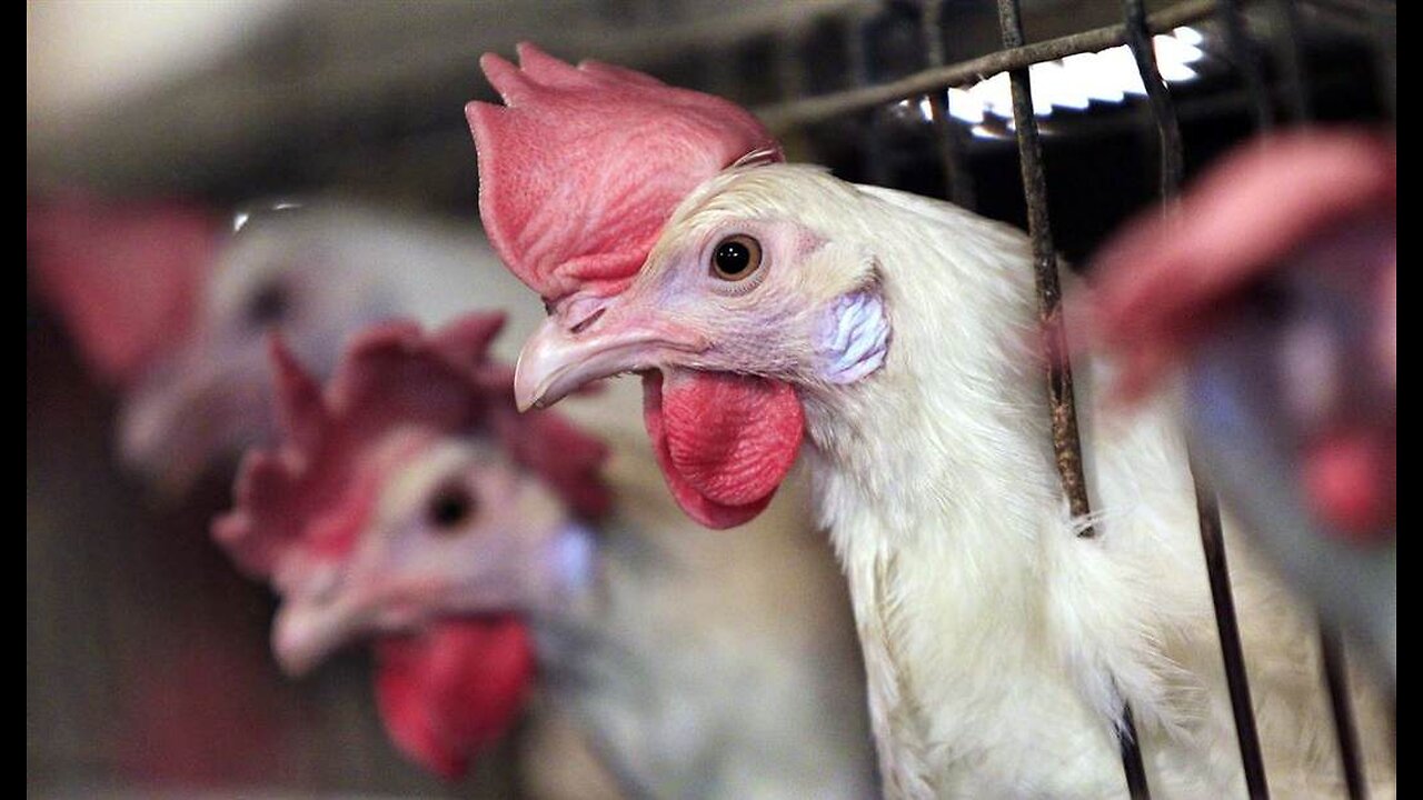Feds File Suit Against California Over High Egg Prices,