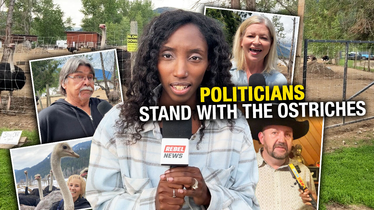 B.C. MLAs speak out about Canadas kill mission for healthy ostriches