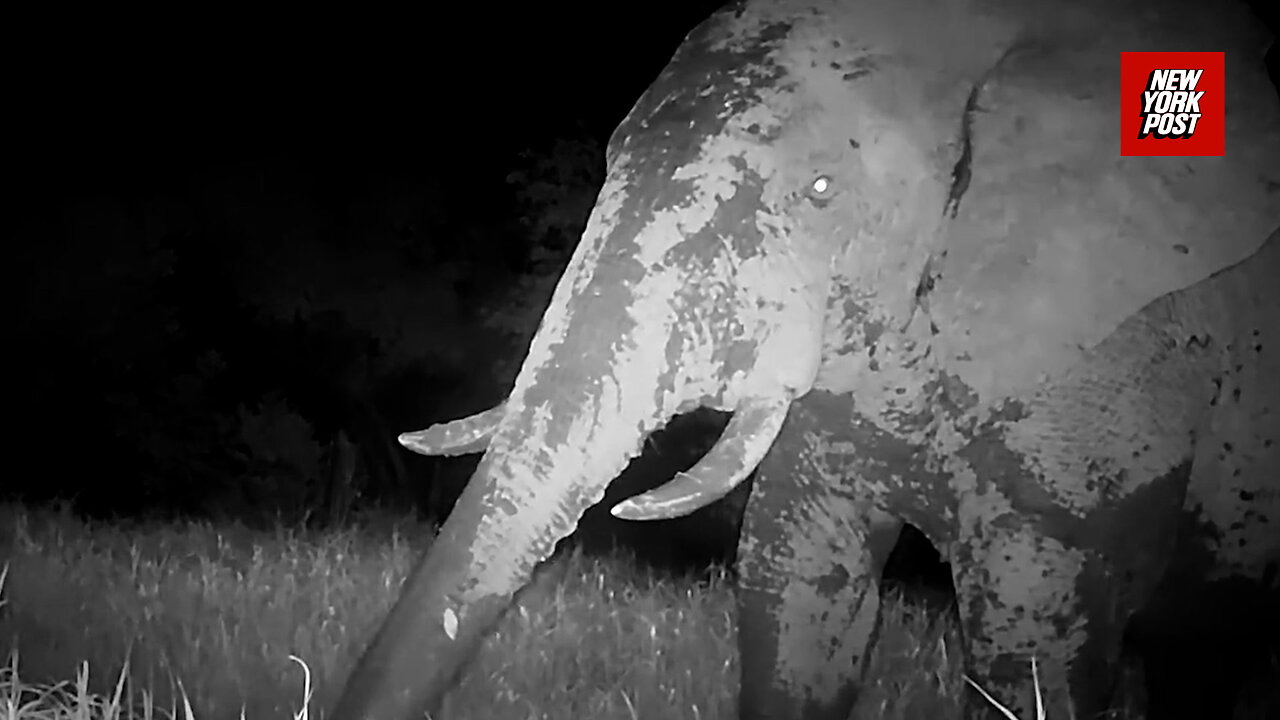 Extremely rare Ghost Elephant captured on remote park camera in West Africa