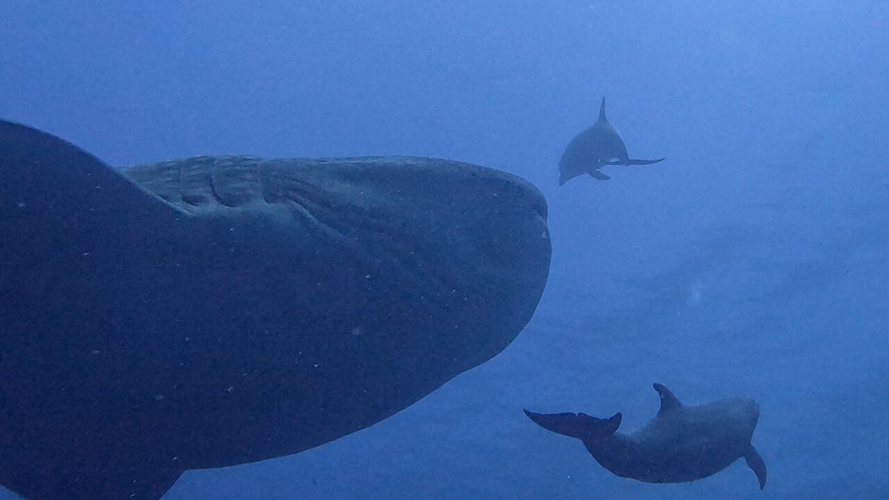 Dolphins escort whale shark through pack of stunned scuba divers