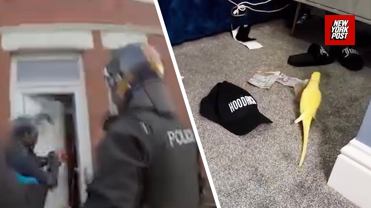 Parrot snitches on its drug-dealing owner in video footage found by cops