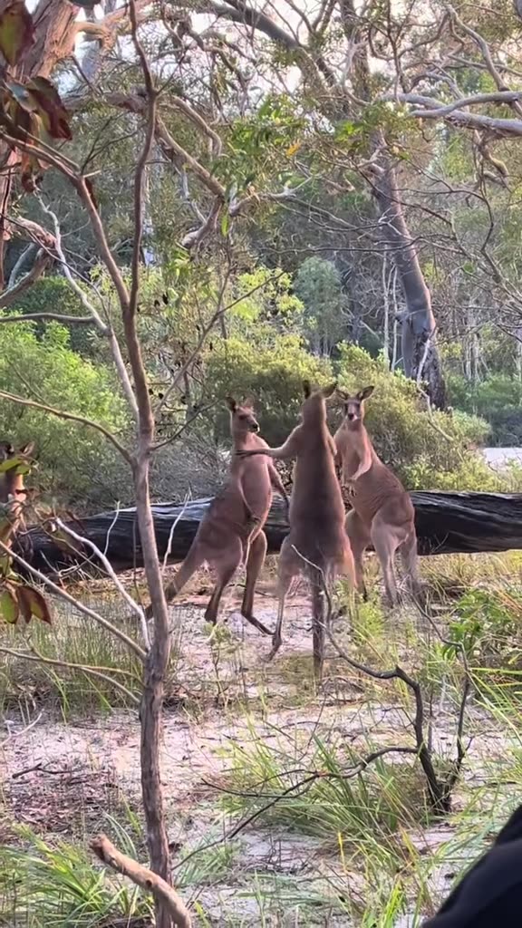 Kangaroos fighting in Australia 🇦🇺