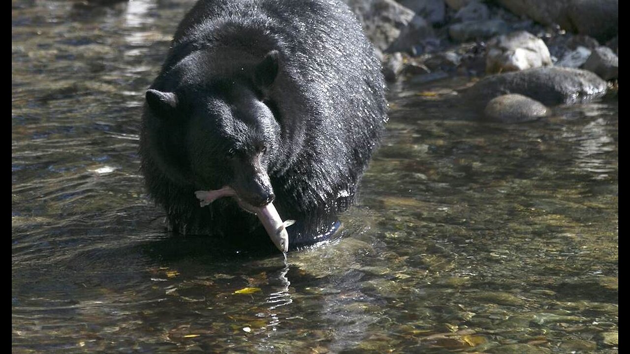 Strange Kentucky Home Intruder Bear-ly Got Away With It