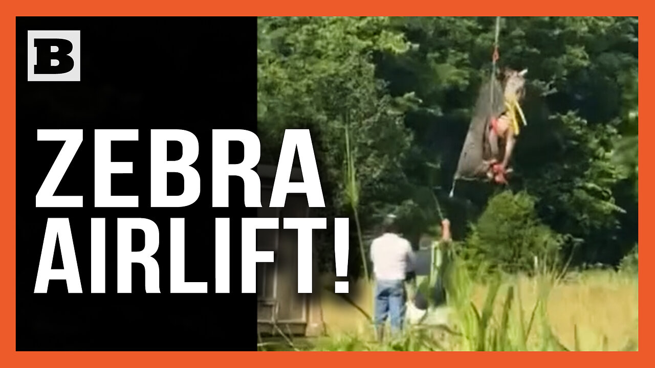Ed the Escaped Celebrity Zebra Captured & Airlifted Back to Owner