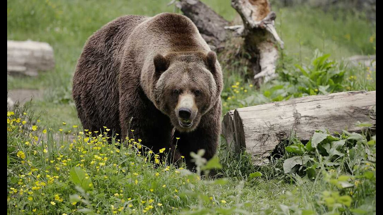 Dental Troubles Are aBruin, but This Big Patient Can Bear It