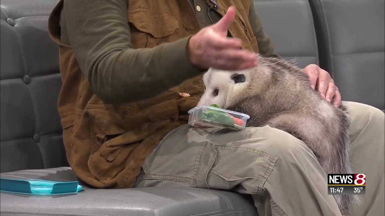 November 21, 2018 - Larry Battson Brings an Opossum to WISH-TV