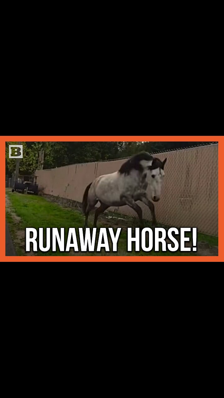 Where Are You Supposed to Go? Officer Chases Down Horse on the Loose!