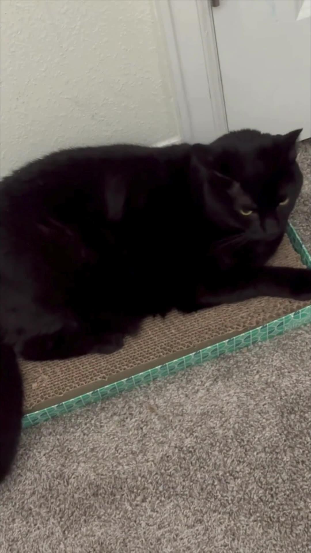 Cute Precious Piper Takes a Quick Break While Working - My Adopted Shelter Cat Vlog #shorts