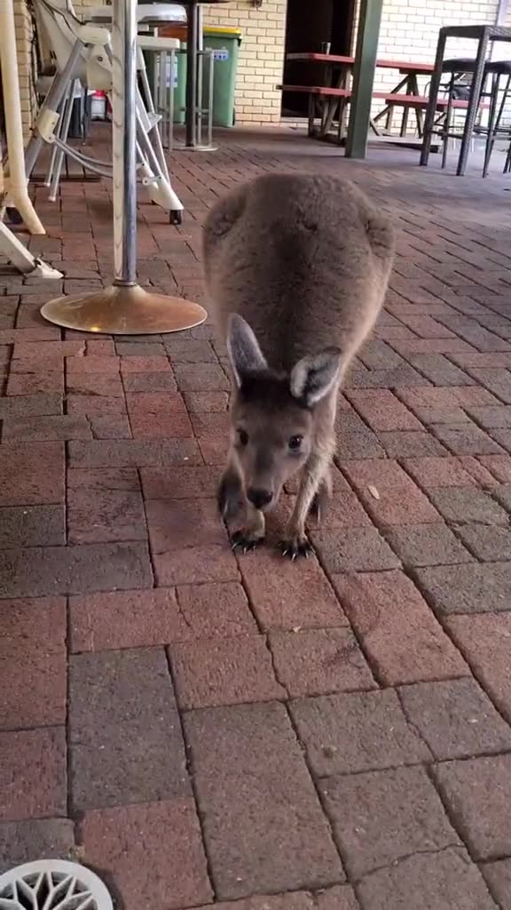 Beautiful kangaroos