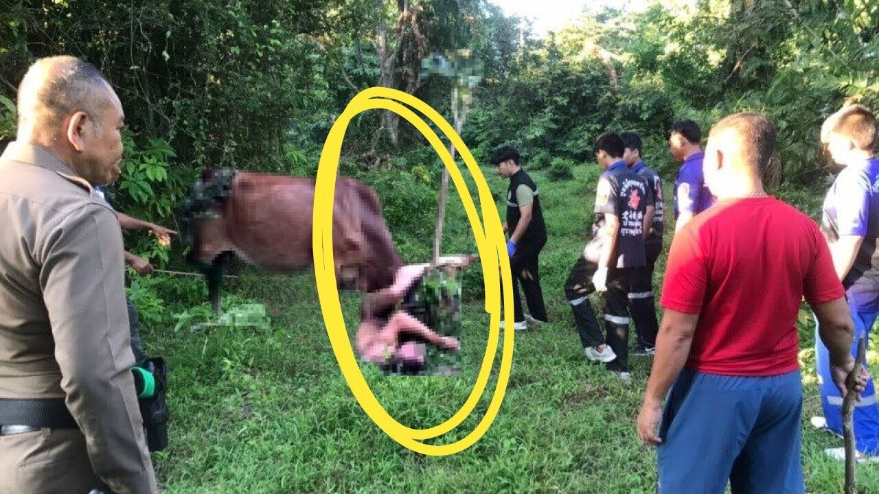 Uomo nudo prova a violentare una mucca: Lei si inferocisce e lo incorna 🐮🐄