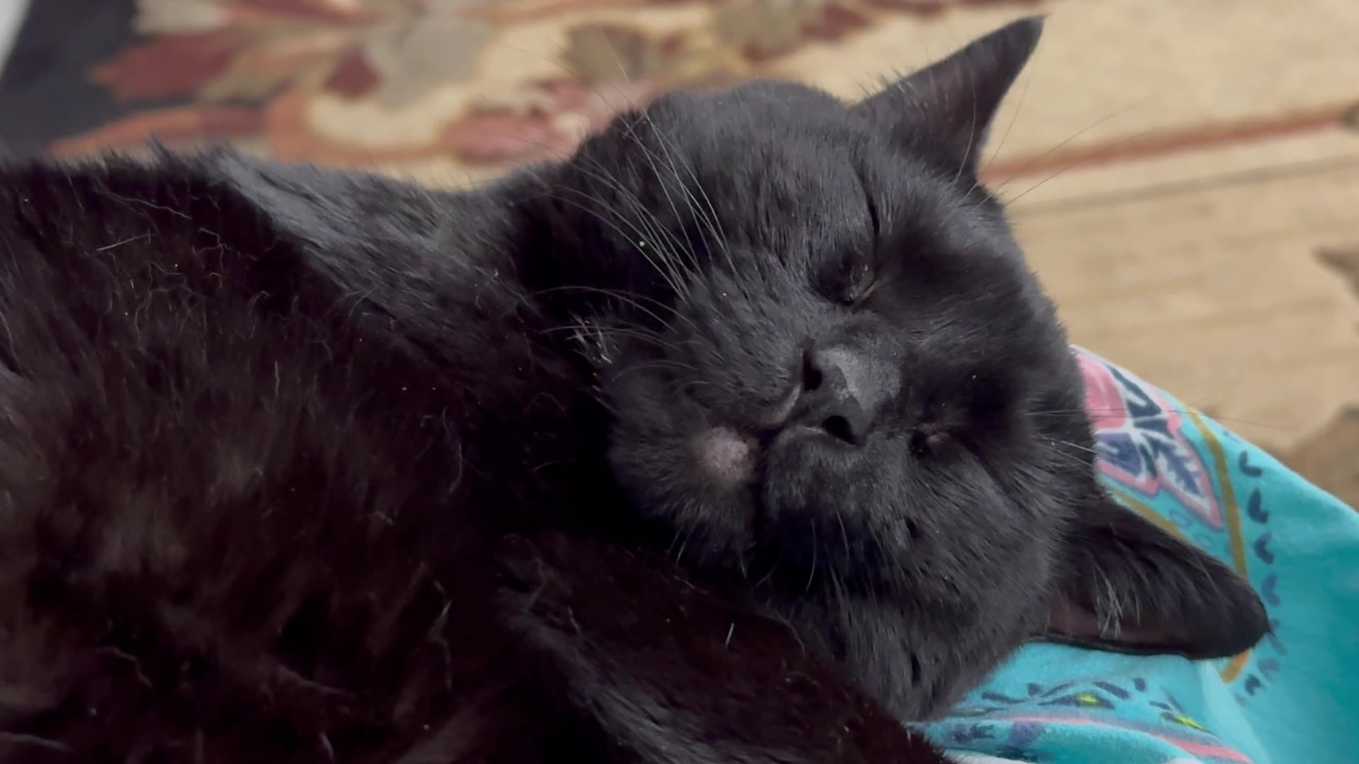 Cute Precious Piper is Out Like a Light - Adopting a Cat from a Shelter Vlog