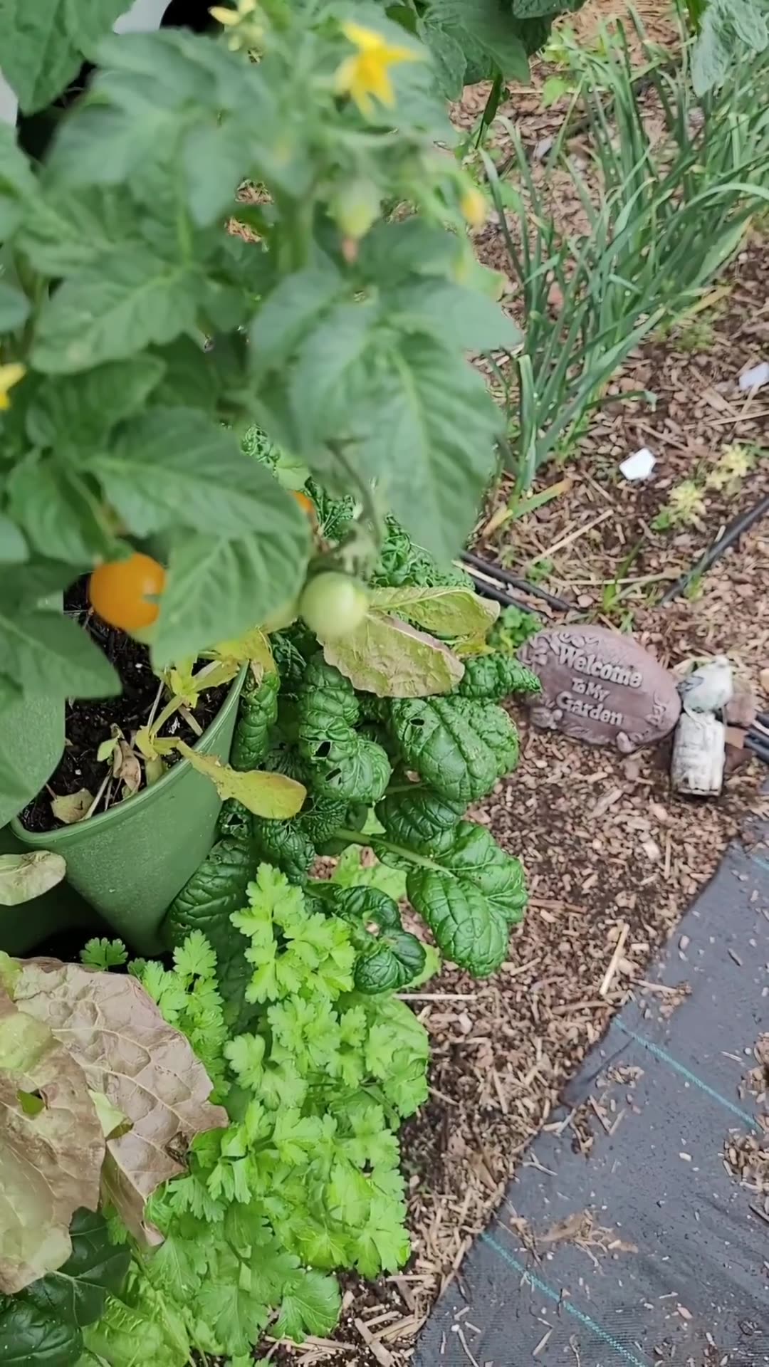 Tasting a Jochalos Micro Tomato right off the plant.