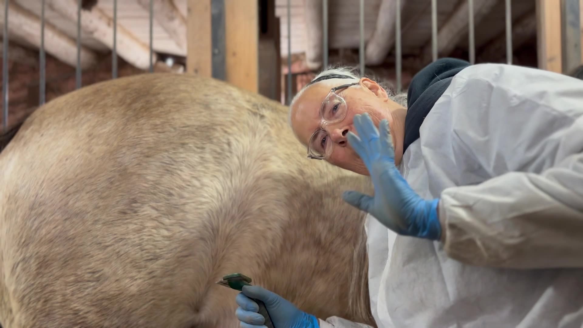 Brushing Horses