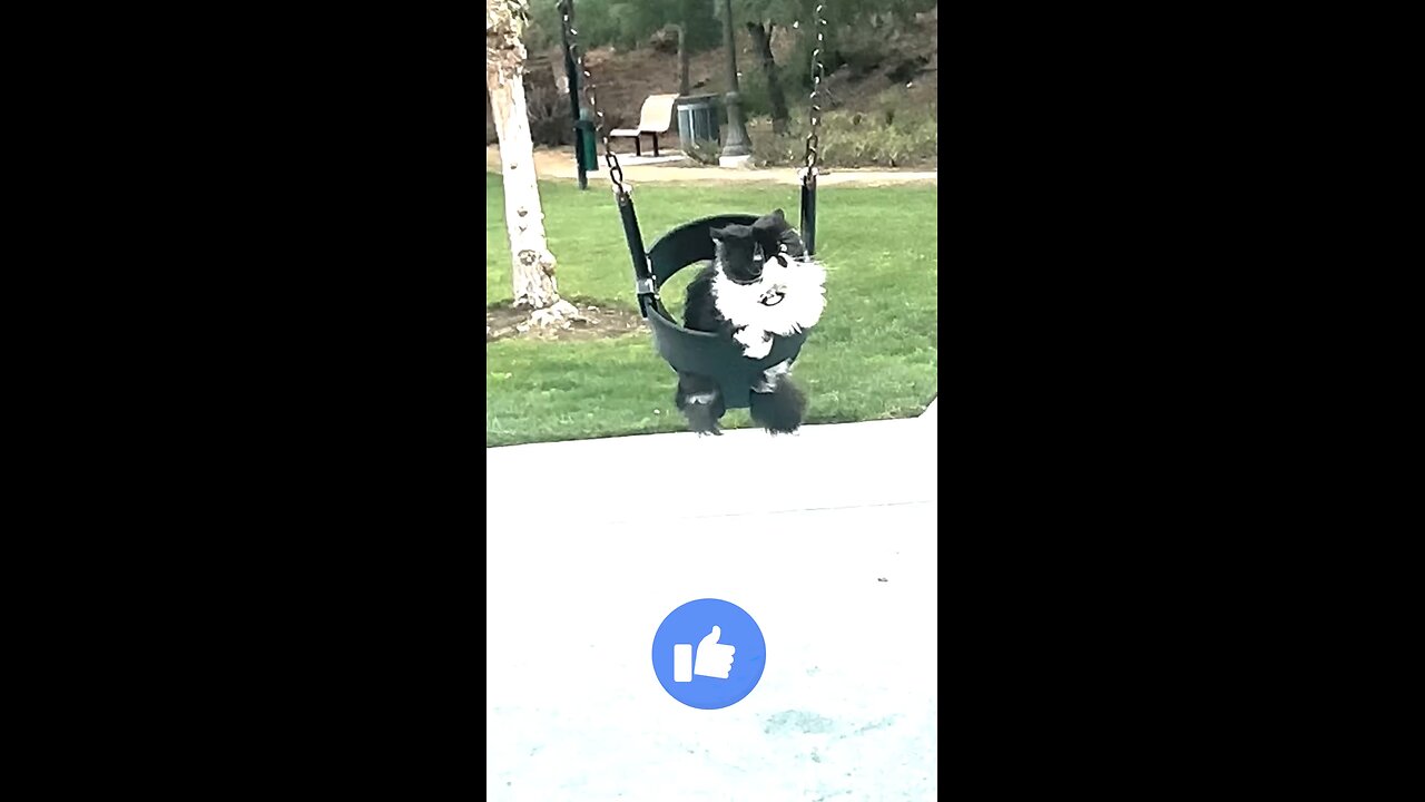 πΊ cat video