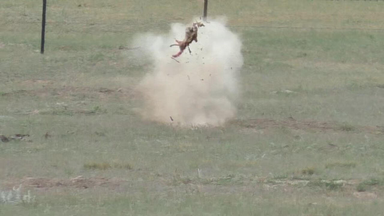 Prairie varmint annihilated! thumbnail