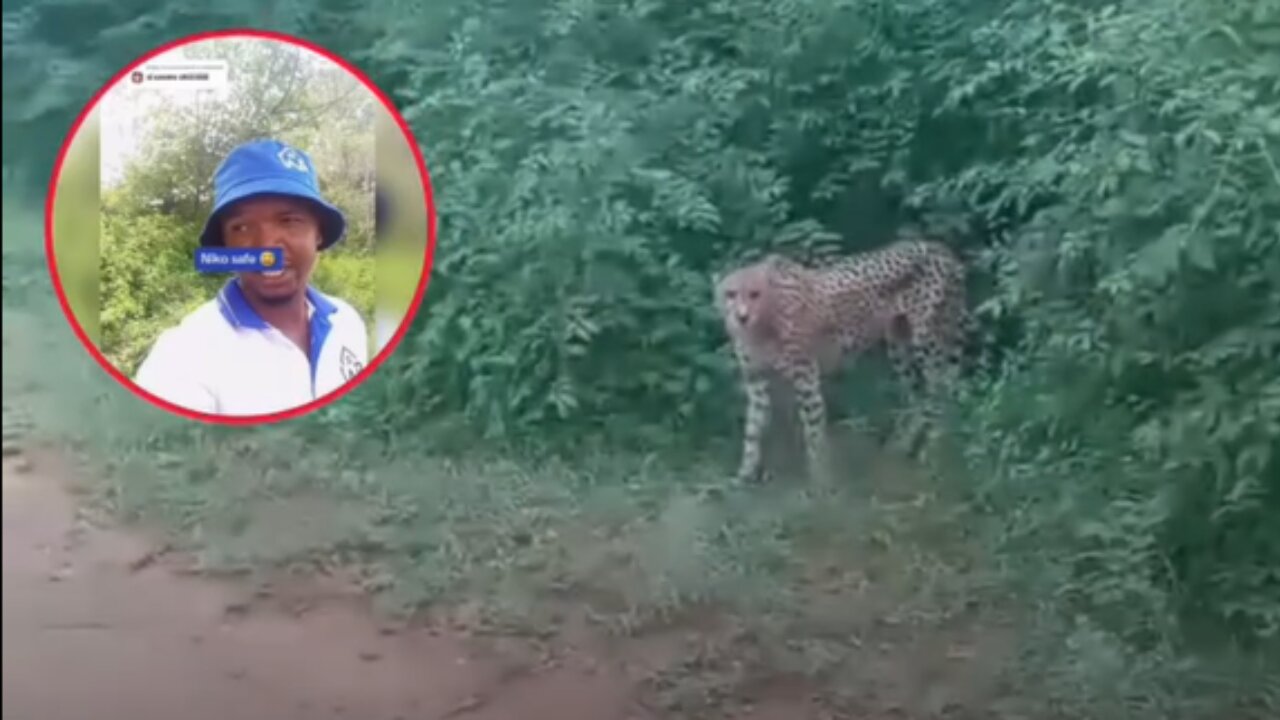 Man Almost Attacked By Cheetah While Going To Work
