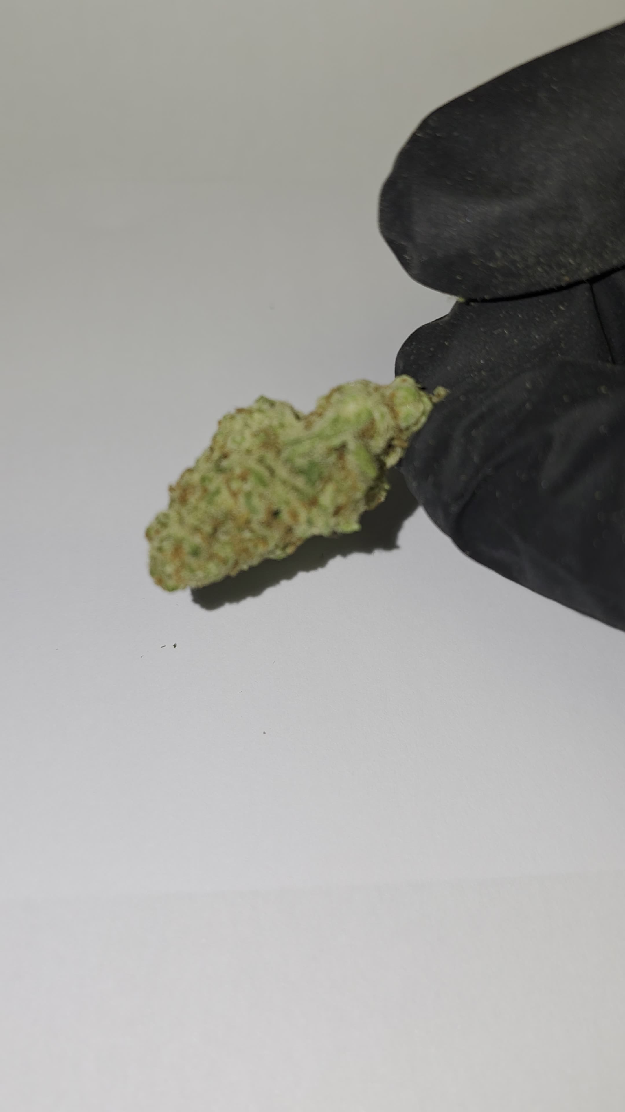 Berry Gelato THC Flower 🔥🔥