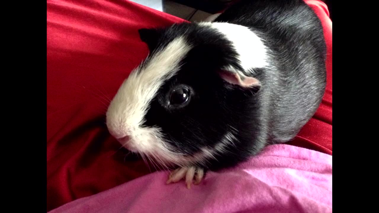 In Loving Memory of Robbie & Kirby the Guinea Pigs _ Joe Winko