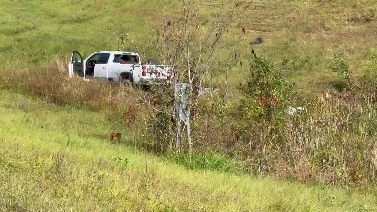 One of the monkeys that escaped after a truck crash in Mississippi last week was shot