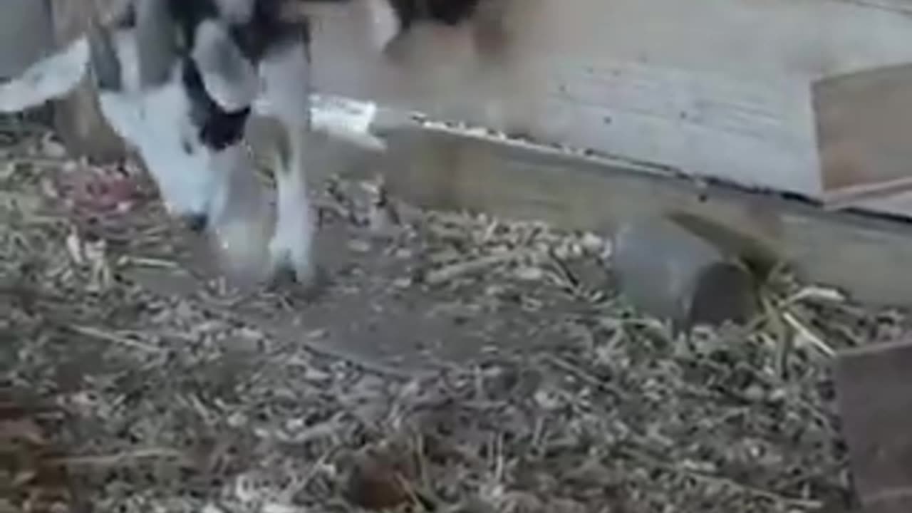 Goats trying to climb over a wooden board | funny video | crazy clips