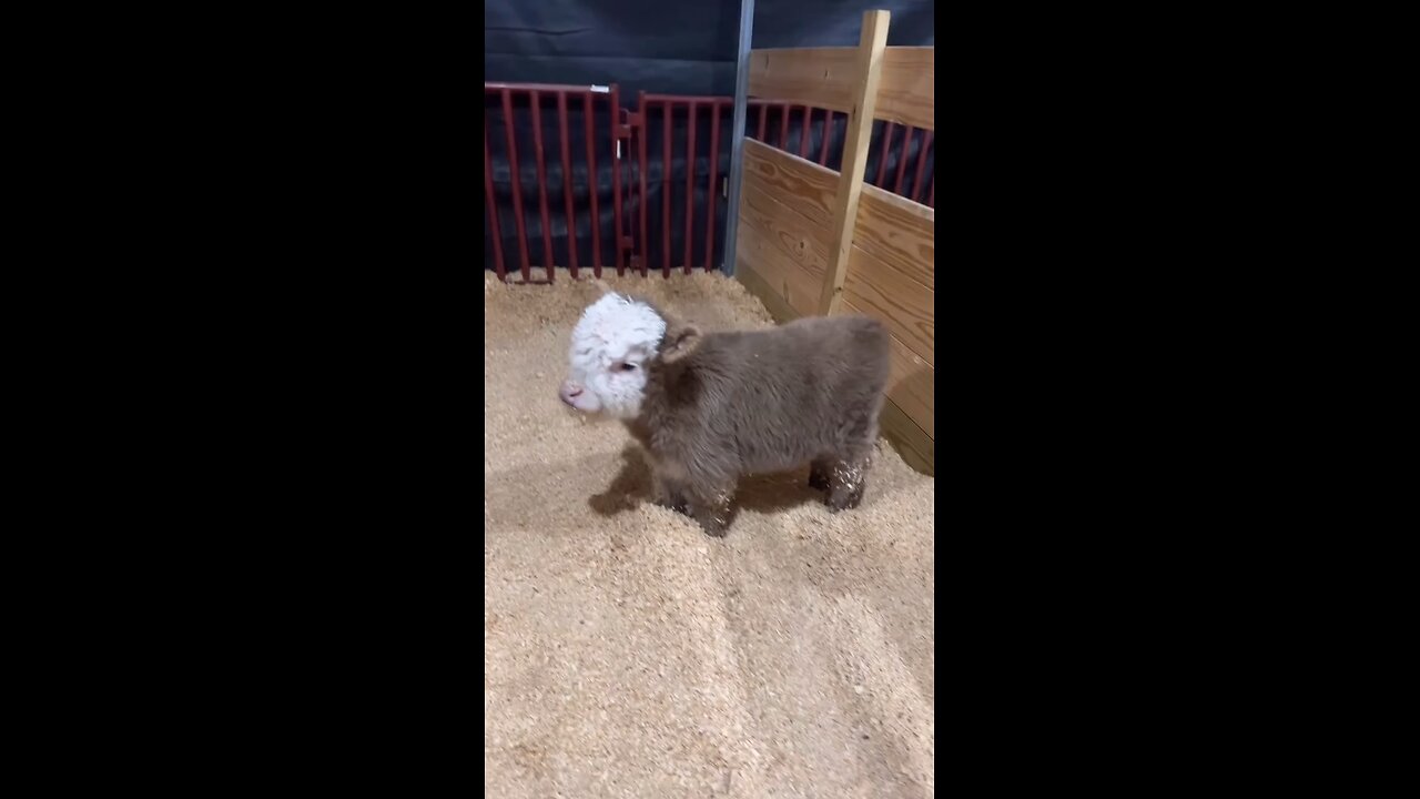 mini cow