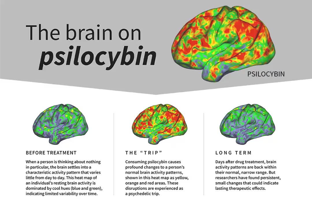MAGIC MUSHROOM COMPOUND RESETS BRAIN