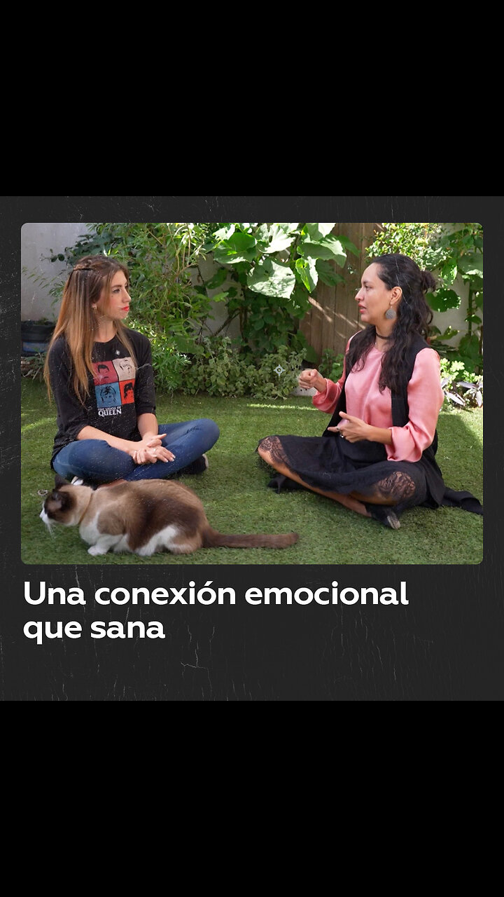 Gatos en terapia: vínculos que sanan sin decir una palabra