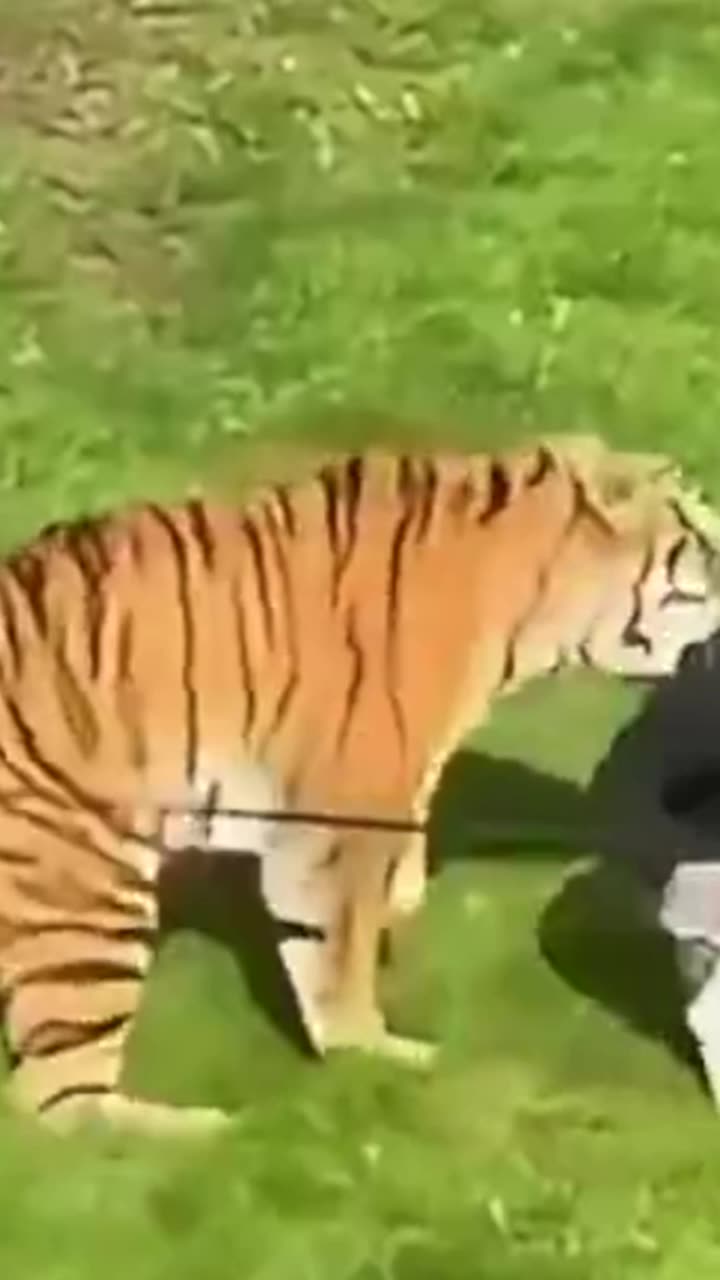 I'm Rooting For The TIGER thumbnail