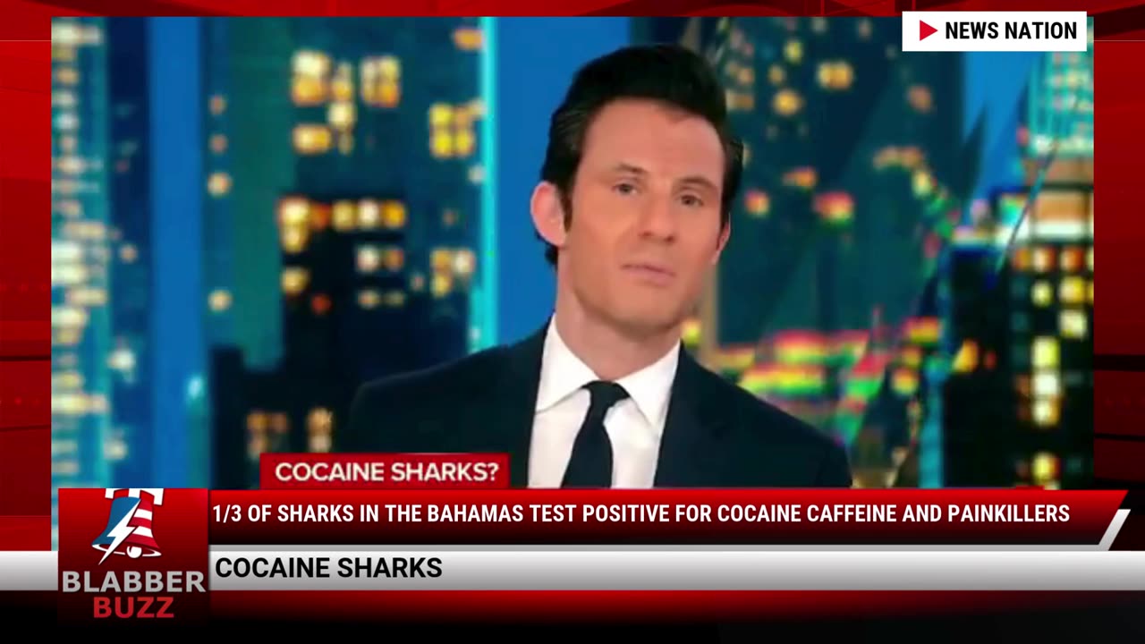 1/3 Of Sharks In The Bahamas Test Positive For Cocaine Caffeine And Painkillers