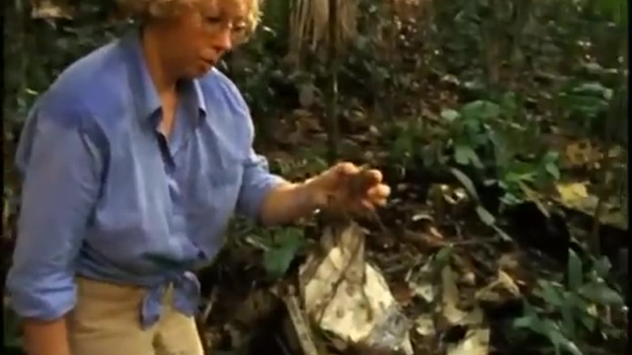 π WINGS OF HOPE βοΈ Girl Falls 2 Miles from plane hit by β‘οΈ Lightning and SURVIVES !!