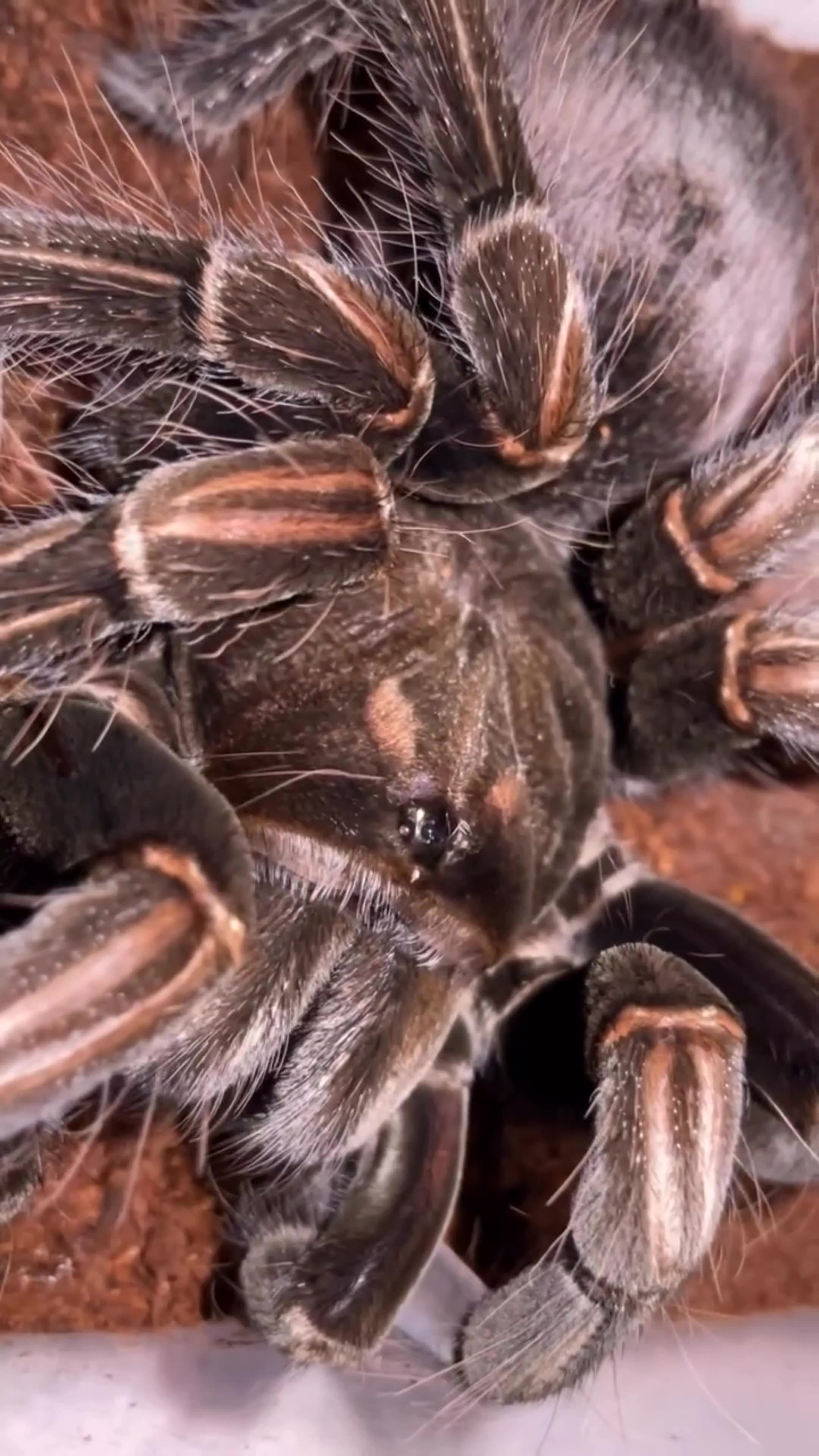 Spider Silk – Stronger Than Steel!