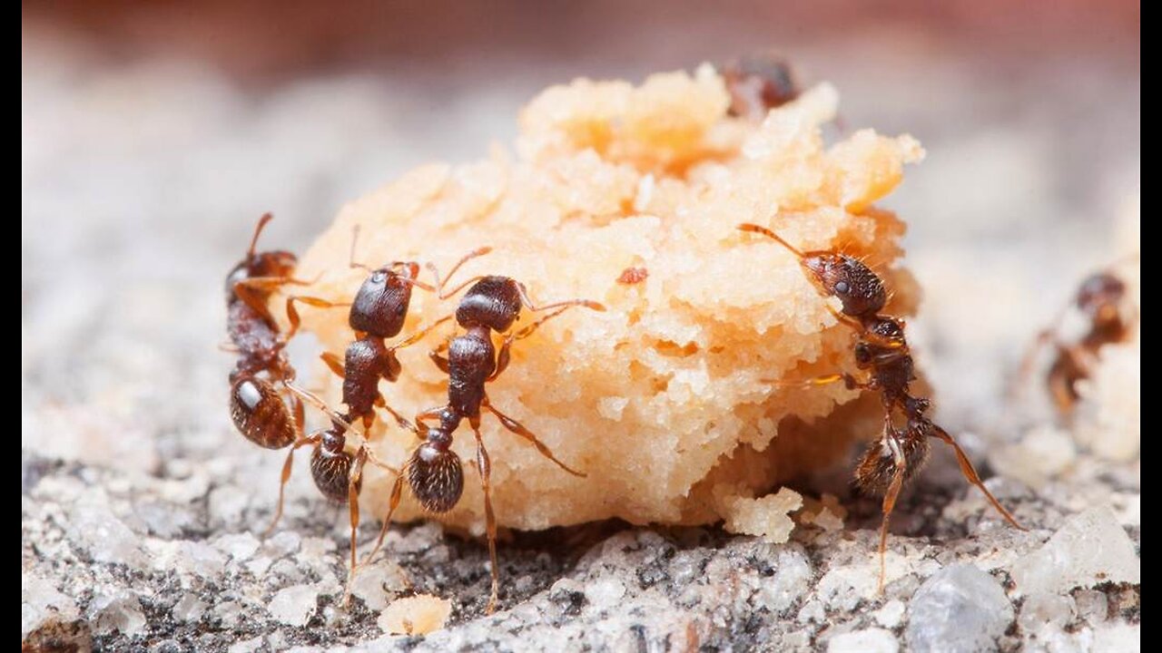 Amazing Facts Its the Ants World, We Just Live in It.
