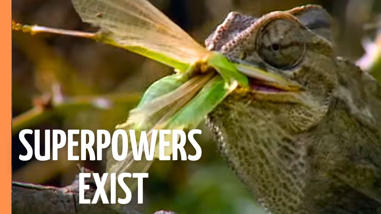 Natures Elite: Bizarre Superpowers That Shouldnt Exist | Full Documentary