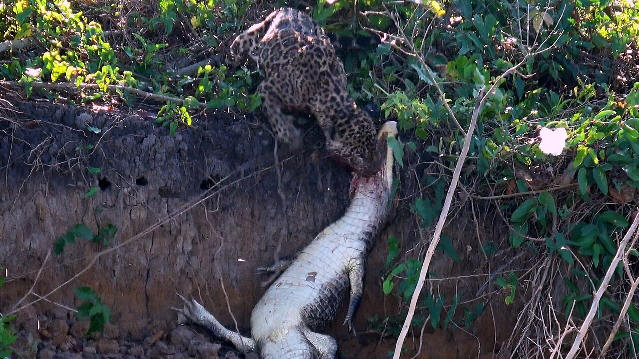The beauty and mystery of the Pantanal, Brazils best secret