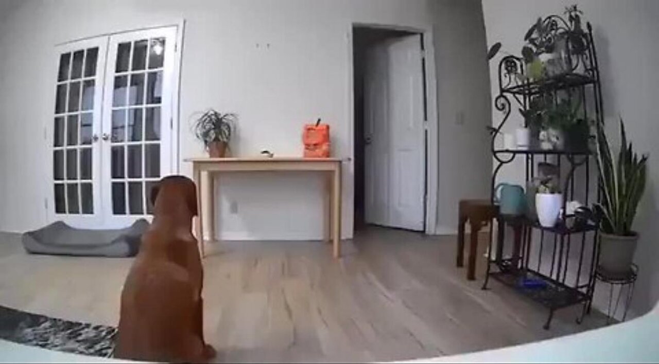 THE CAT RATTED HIM OUT - The Dog Knew He Couldnt Trust that Cat 🤣