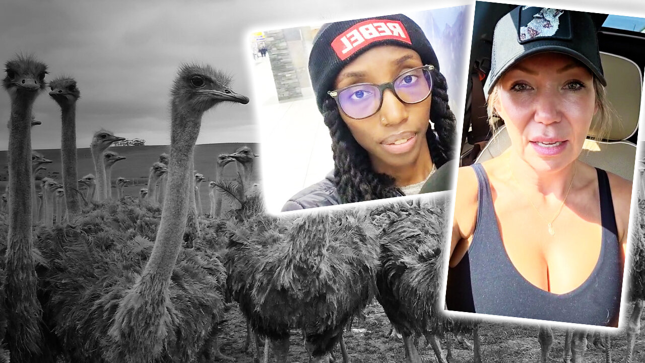 BREAKING: B.C. Ostrich cull likely to start this weekend, sources say