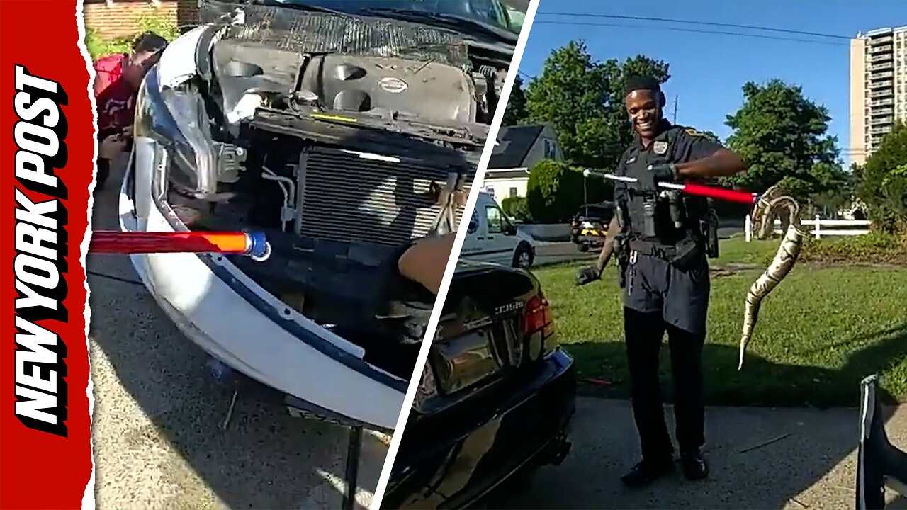 New Jersey cops go head-to-head with grille-hiding snake thumbnail