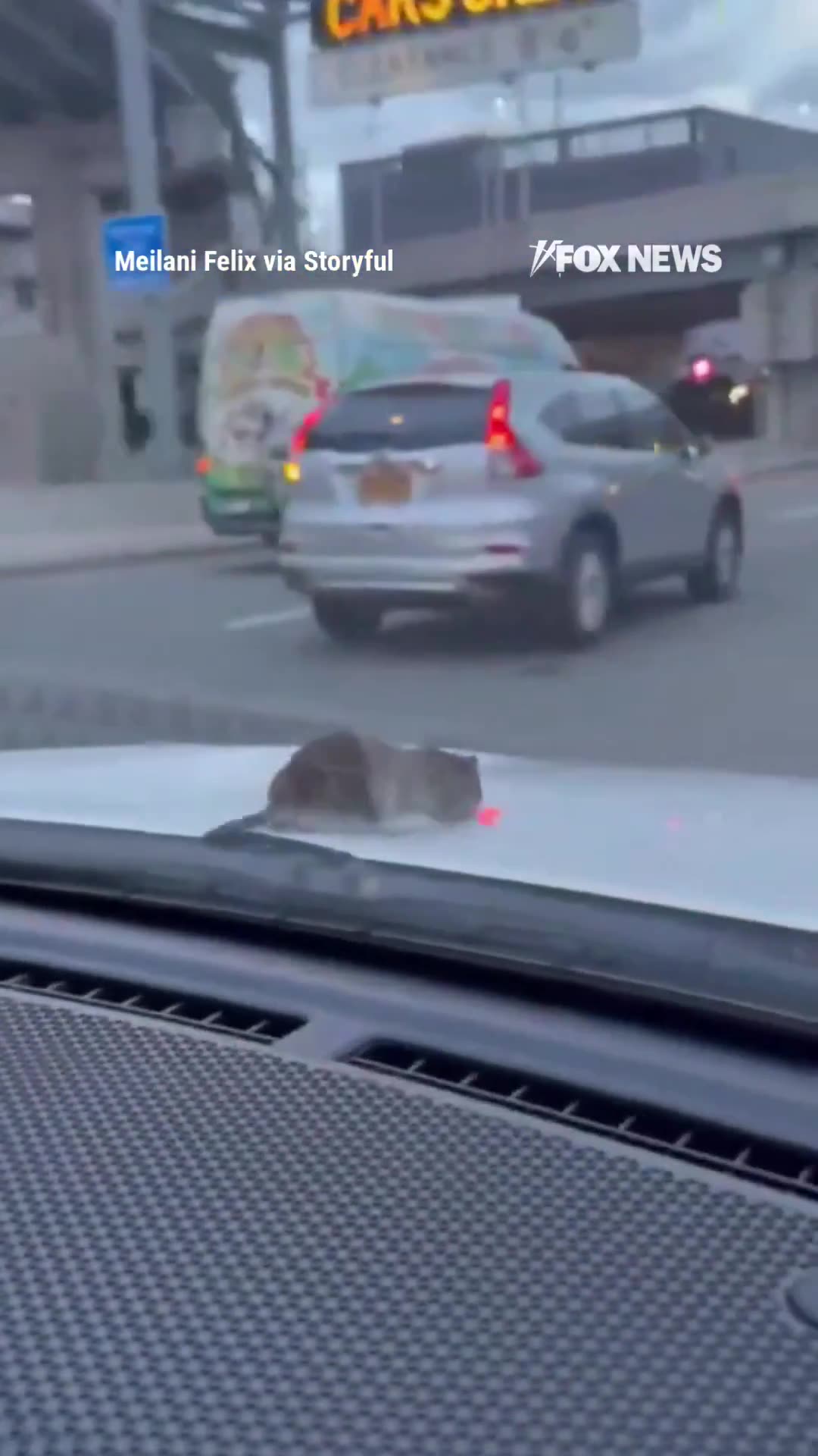 Two women scream in shock as a rat suddenly crawls out from under their car hood in the middle