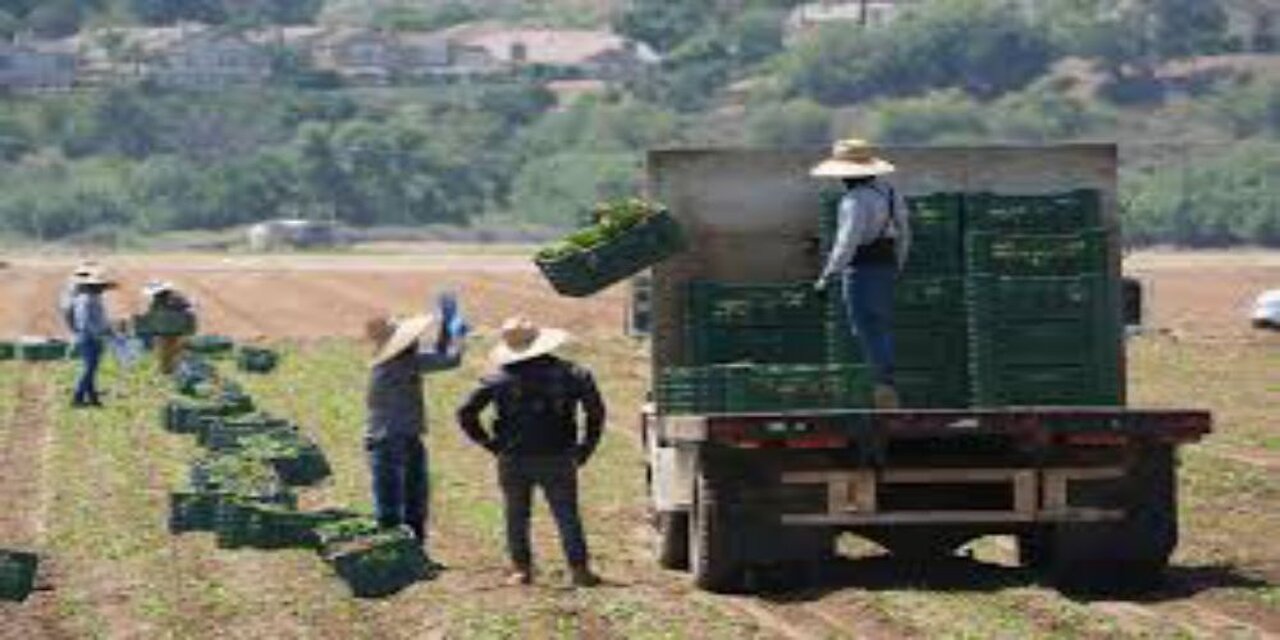 Trump Curbs Immigration Enforcement at Farms, Hotels, and Restaurants