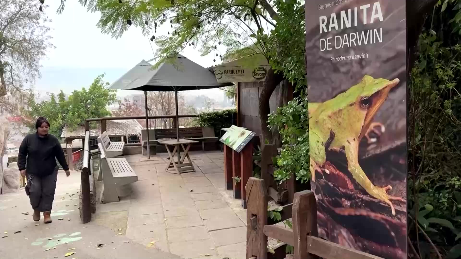 Chile steps up action to save tiny Darwins frog on the brink