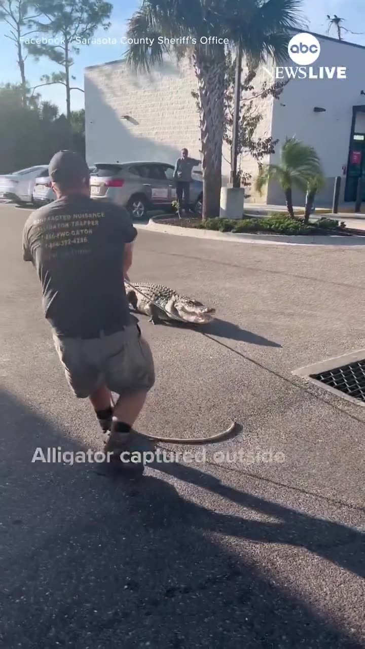 Florida officers caught a 10-foot alligator outside a 7-Eleven in Sarasota on Tuesday.