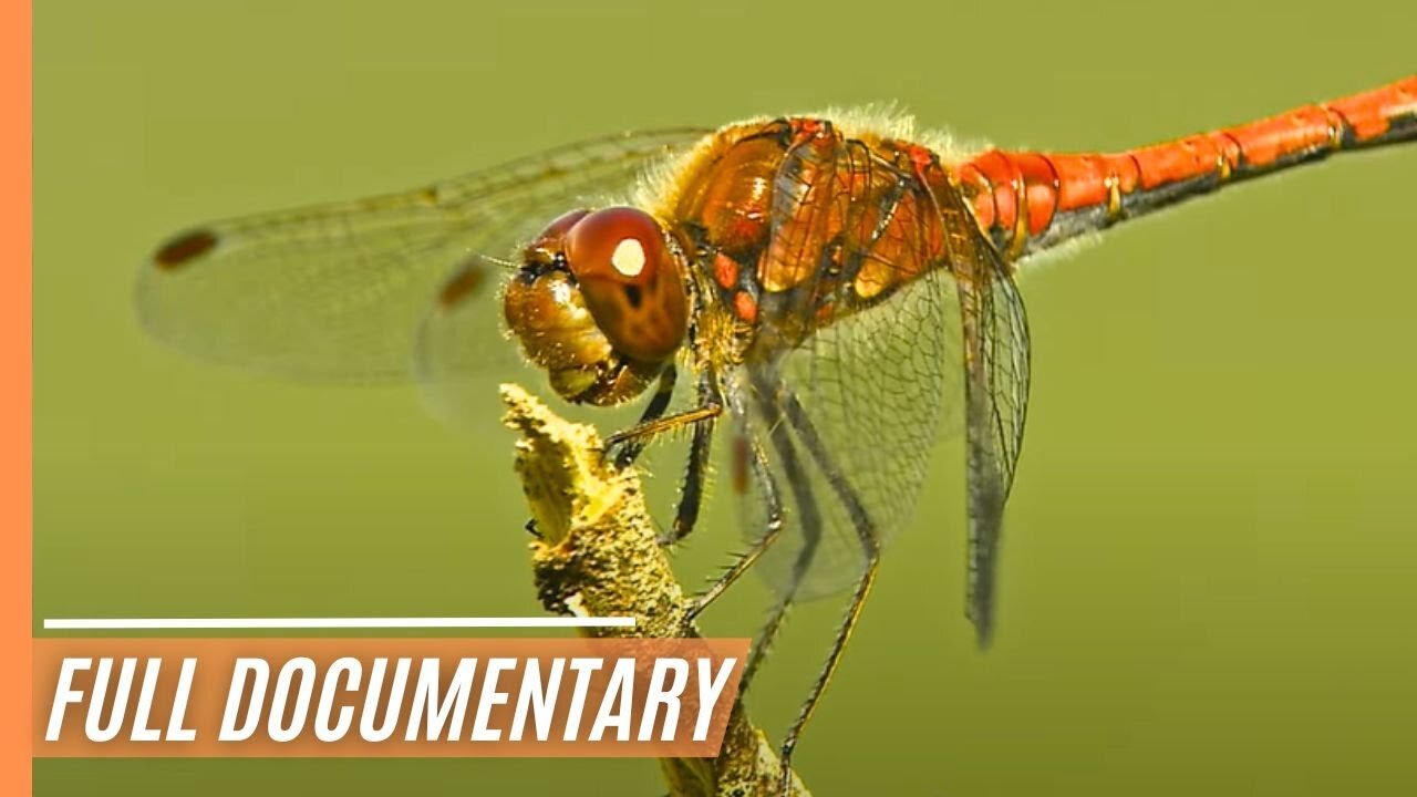 Natures Innovations - Survival in a changing world | Full Documentary