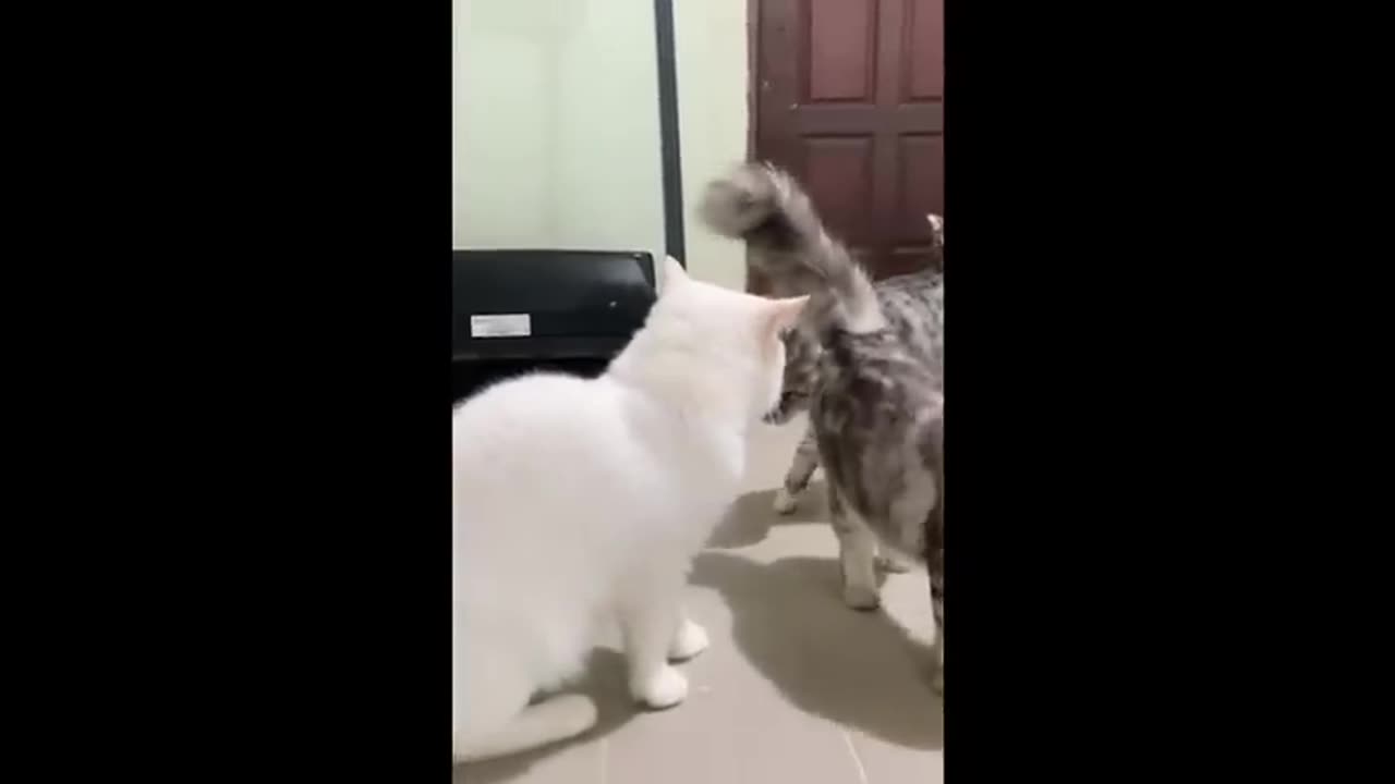 Cant Stop Laughing at Funny Cats 😂 Funniest Cat and Dog Moments Compilation of 2025😻🐶