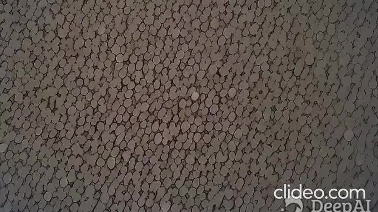 24 DE EMOÇAO COMPLETAO