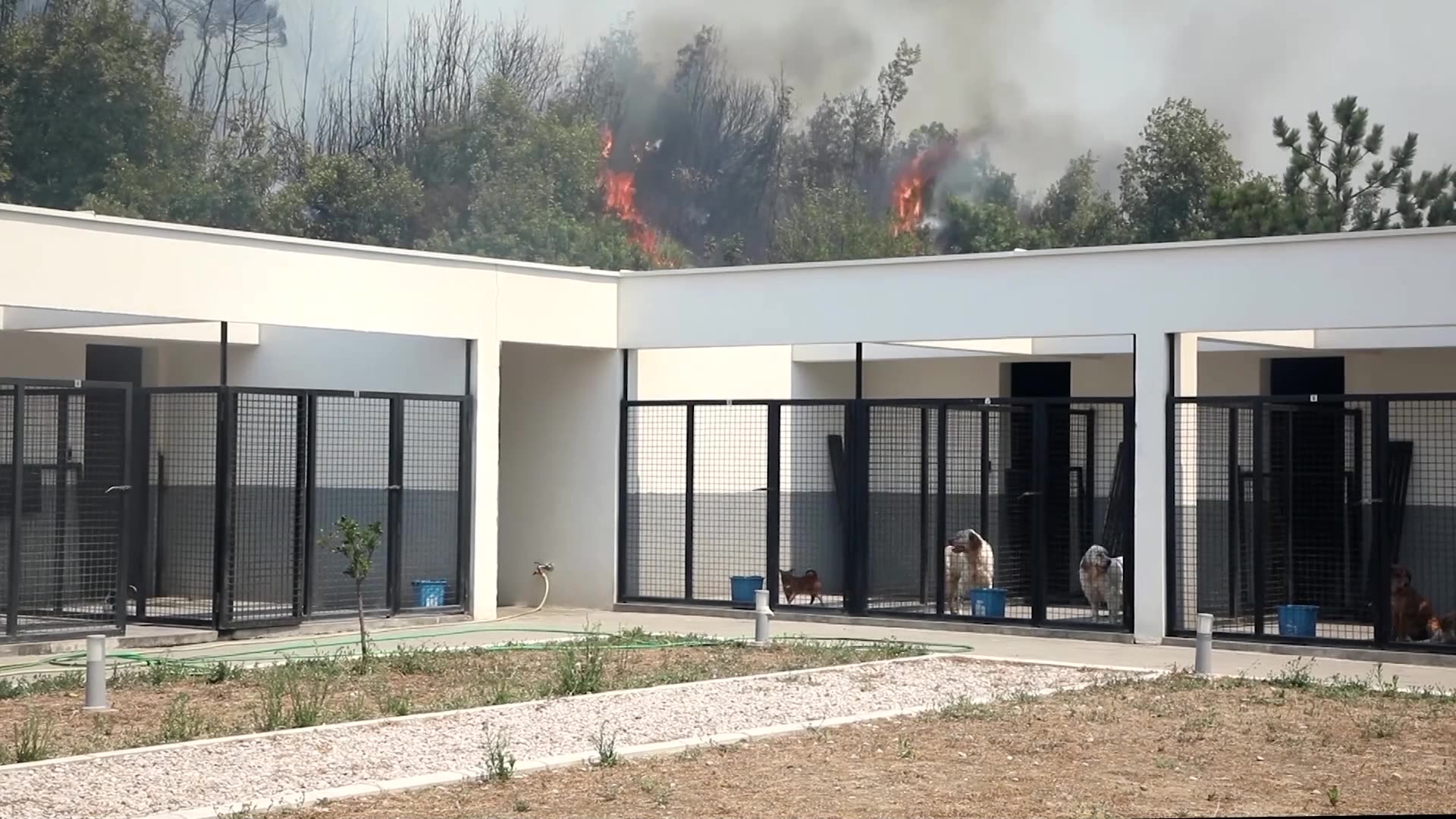 Firefighters save dog shelter as fire spreads in Montenegro